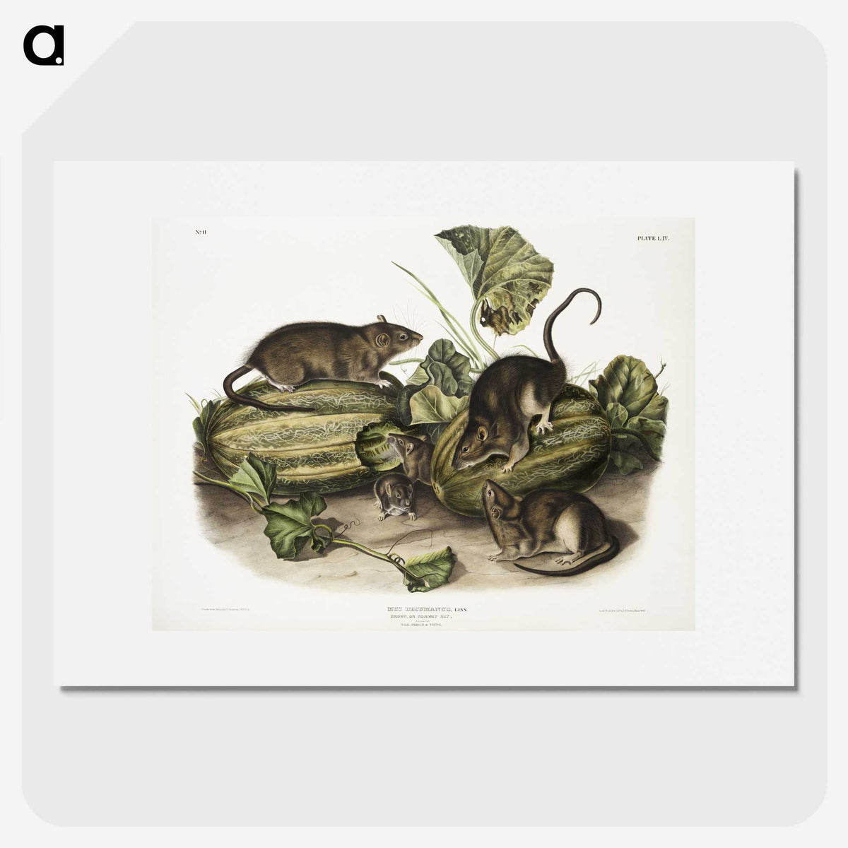 1-92_The-Viviparous-Quadrupeds_picture