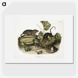 1-92_The-Viviparous-Quadrupeds_picture