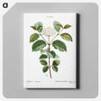 1-92_Treatise-on-Trees-and-Shrubs_canvas