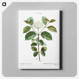 1-92_Treatise-on-Trees-and-Shrubs_canvas