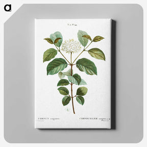 1-92_Treatise-on-Trees-and-Shrubs_canvas