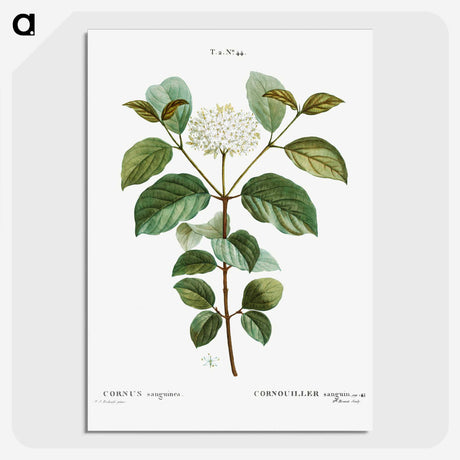 1-92_Treatise-on-Trees-and-Shrubs_picture-crop