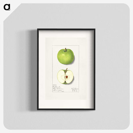 1-92_USDA-Watercolor-Fruit-Painting-Collection_blk