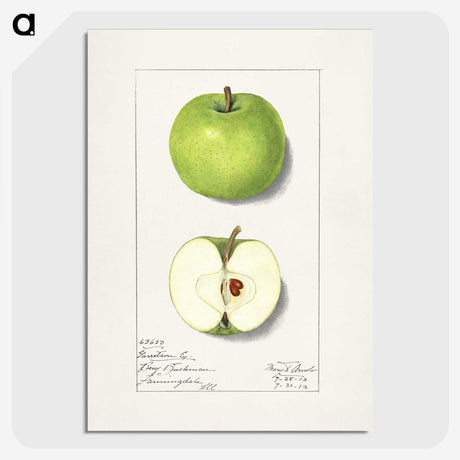 1-92_USDA-Watercolor-Fruit-Painting-Collection_picture-crop