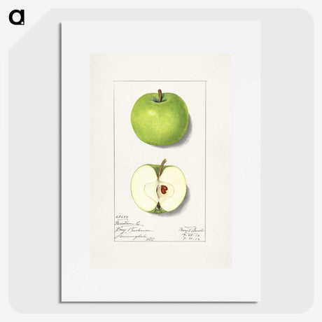 1-92_USDA-Watercolor-Fruit-Painting-Collection_picture