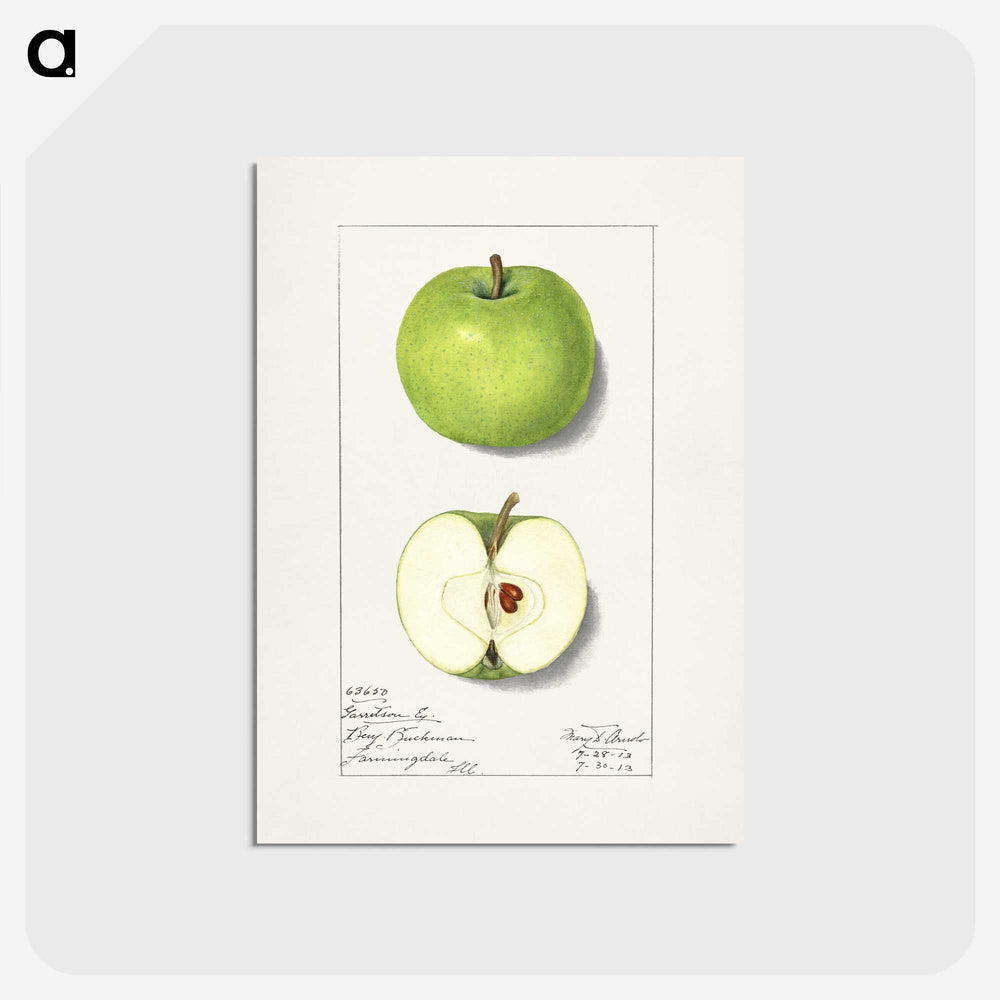 1-92_USDA-Watercolor-Fruit-Painting-Collection_postcard