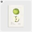 1-92_USDA-Watercolor-Fruit-Painting-Collection_postcard