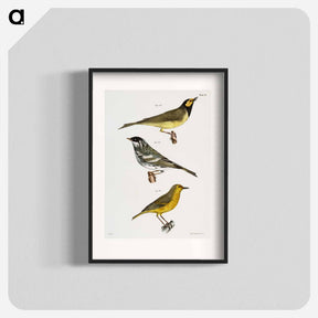 アートポスター-The Hooded Warbler - ニューヨークの動物学 Poster.