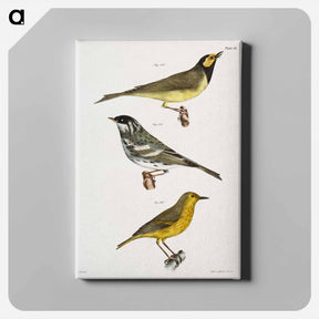 アートパネル-The Hooded Warbler - ニューヨークの動物学 Canvas.
