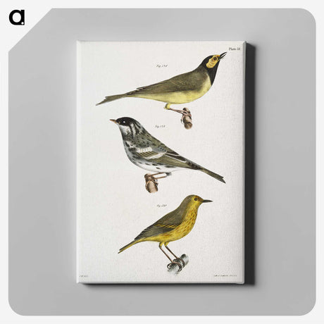 1-92_Zoology-of-New-York_canvas
