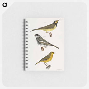 アートメモ帳-The Hooded Warbler - ニューヨークの動物学 Memo.