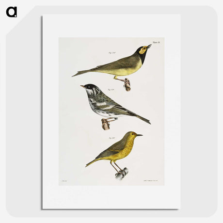 1-92_Zoology-of-New-York_picture