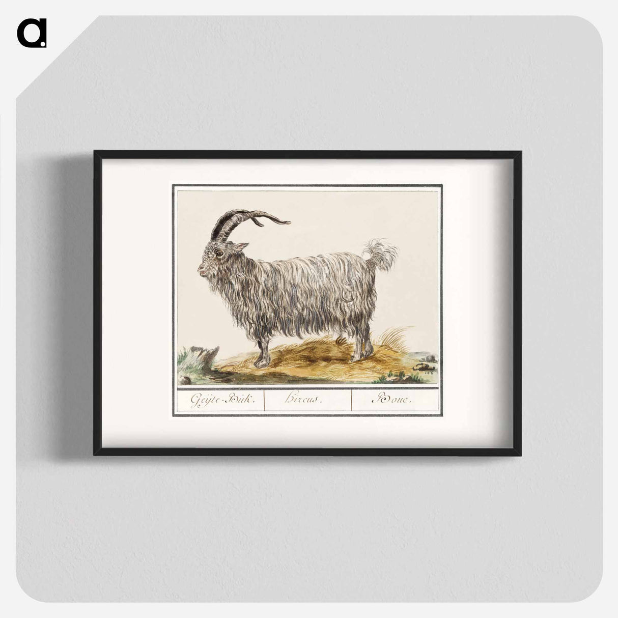 Goat - アンセルムス ボエティウス デ ブート Poster.