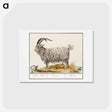 アートポストカード-Goat - アンセルムス ボエティウス デ ブート Postcard.