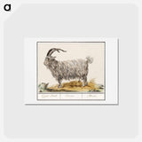 アートポストカード-Goat - アンセルムス ボエティウス デ ブート Postcard.