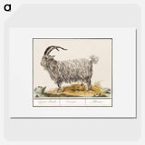 Goat - アンセルムス ボエティウス デ ブート Poster.