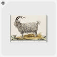 1-93_Anselmus-Boetius-de-Boodt_postcard