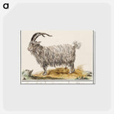 アートポストカード-Goat - アンセルムス ボエティウス デ ブート Postcard.