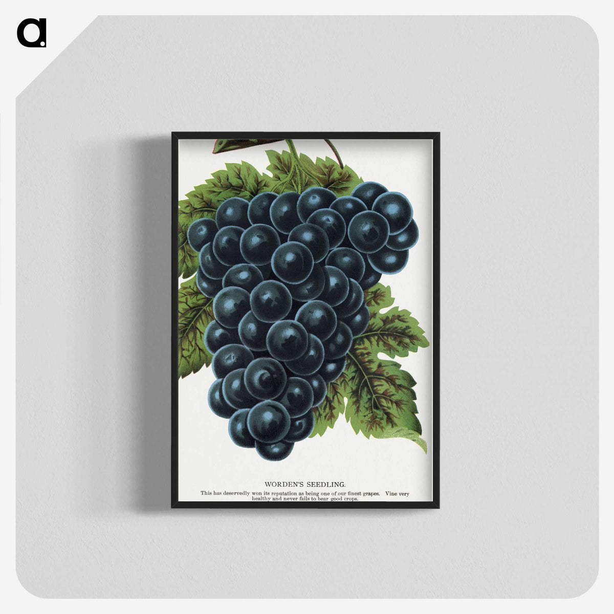 1-93_Botanical-Specimen-Plates_blk-crop