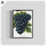 1-93_Botanical-Specimen-Plates_blk-crop