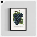 1-93_Botanical-Specimen-Plates_blk