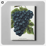 1-93_Botanical-Specimen-Plates_canvas