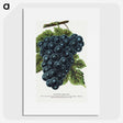 1-93_Botanical-Specimen-Plates_picture