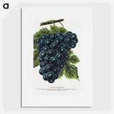 1-93_Botanical-Specimen-Plates_picture
