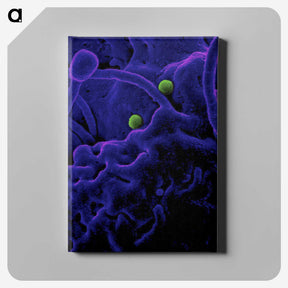 1-93_COVID-19_canvas