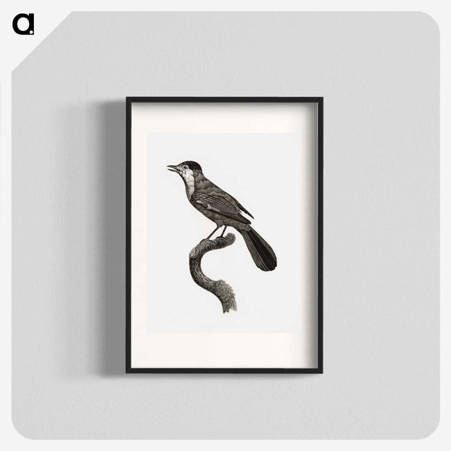 1-93_Des-Oiseaux-de-Paradis_blk