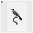 1-93_Des-Oiseaux-de-Paradis_picture