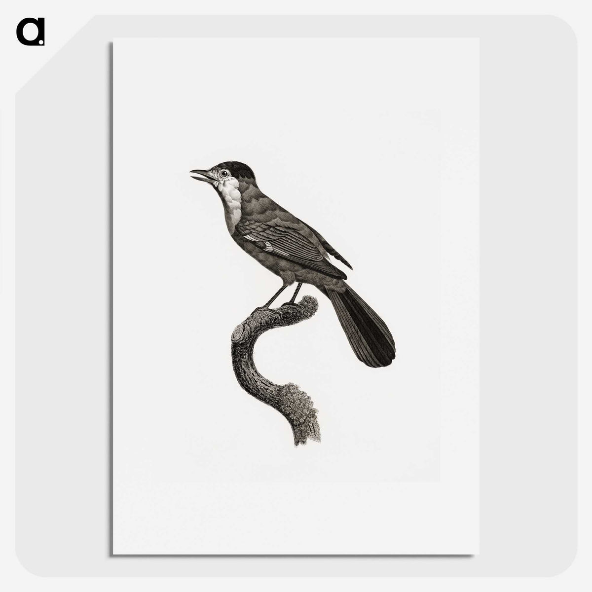 1-93_Des-Oiseaux-de-Paradis_picture