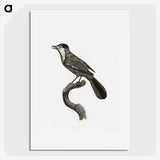 1-93_Des-Oiseaux-de-Paradis_picture