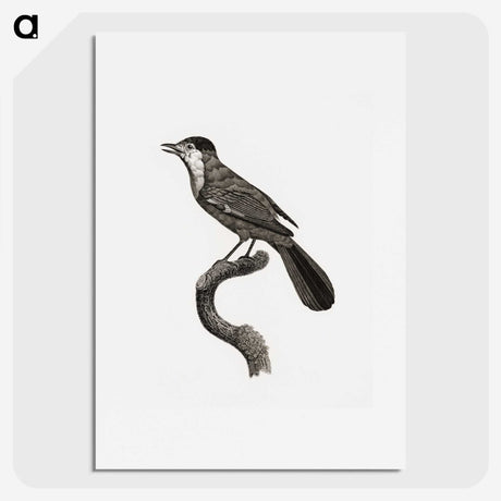 1-93_Des-Oiseaux-de-Paradis_picture