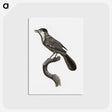 1-93_Des-Oiseaux-de-Paradis_postcard