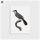 1-93_Des-Oiseaux-de-Paradis_postcard