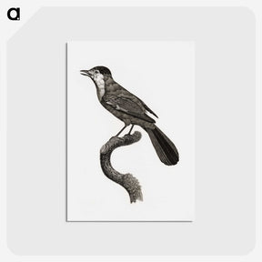 1-93_Des-Oiseaux-de-Paradis_postcard