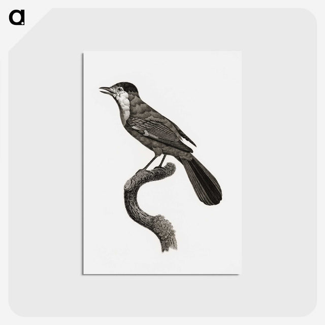 1-93_Des-Oiseaux-de-Paradis_postcard