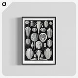 1-93_Ernst-Haeckel_blk-crop
