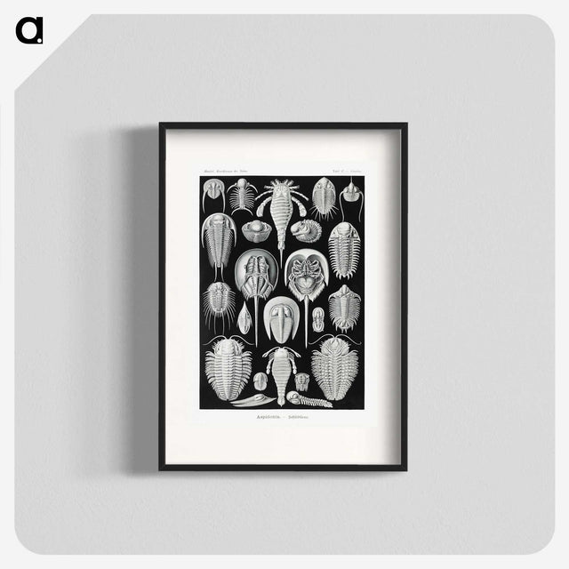 1-93_Ernst-Haeckel_blk