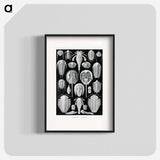 Aspidonia–Schildtiere from Kunstformen der Natur - エルンスト ヘッケル Poster.