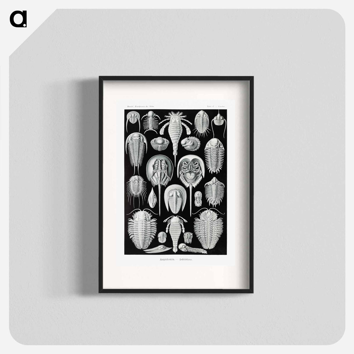 Aspidonia–Schildtiere from Kunstformen der Natur - エルンスト ヘッケル Poster.