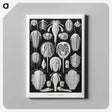 1-93_Ernst-Haeckel_canvas