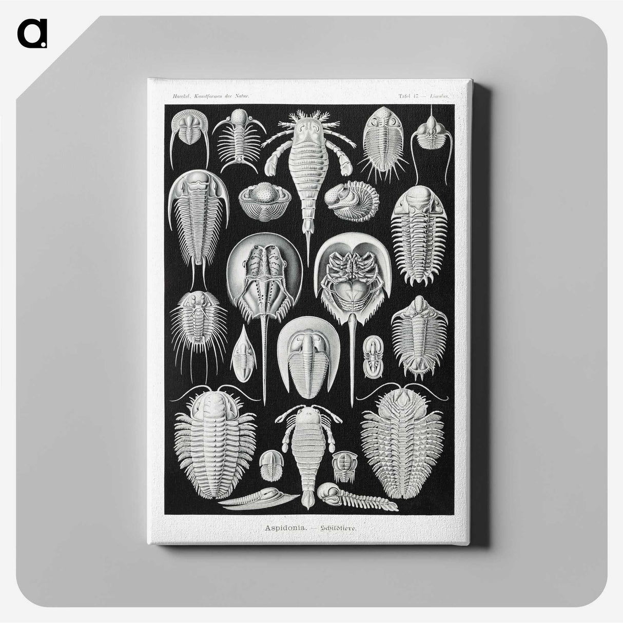 1-93_Ernst-Haeckel_canvas