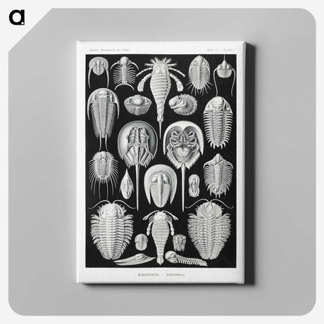 1-93_Ernst-Haeckel_canvas