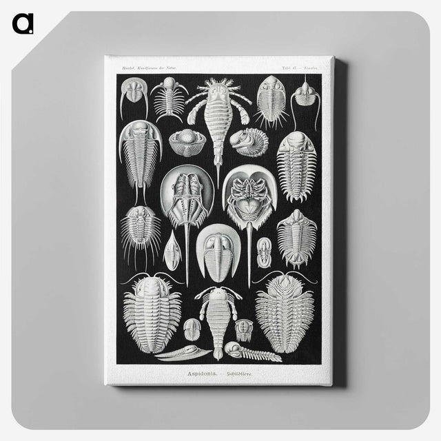 1-93_Ernst-Haeckel_canvas