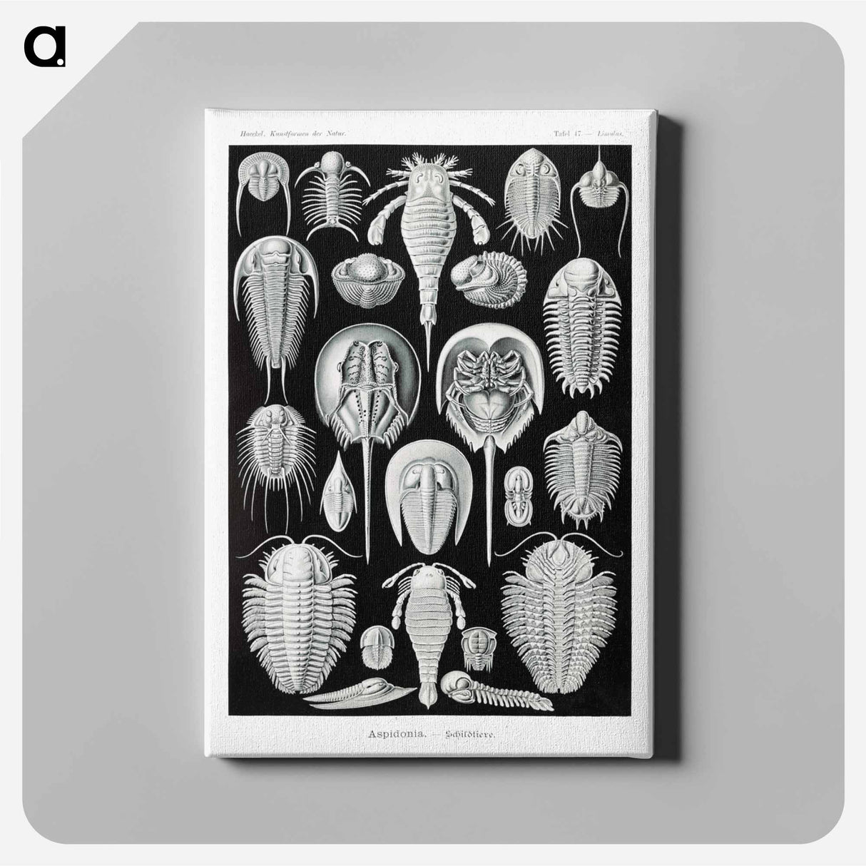 Aspidonia–Schildtiere from Kunstformen der Natur - エルンスト ヘッケル Canvas.