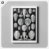 Aspidonia–Schildtiere from Kunstformen der Natur - エルンスト ヘッケル Canvas.