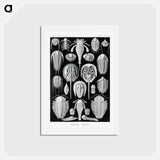 アートポストカード-Aspidonia–Schildtiere from Kunstformen der Natur - エルンスト ヘッケル Postcard.