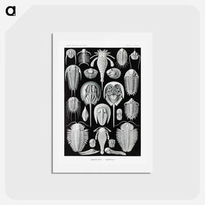 アートポストカード-Aspidonia–Schildtiere from Kunstformen der Natur - エルンスト ヘッケル Postcard.